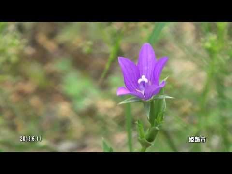 園芸 キキョウアンドロメダ、キキョウソウドウドウダン