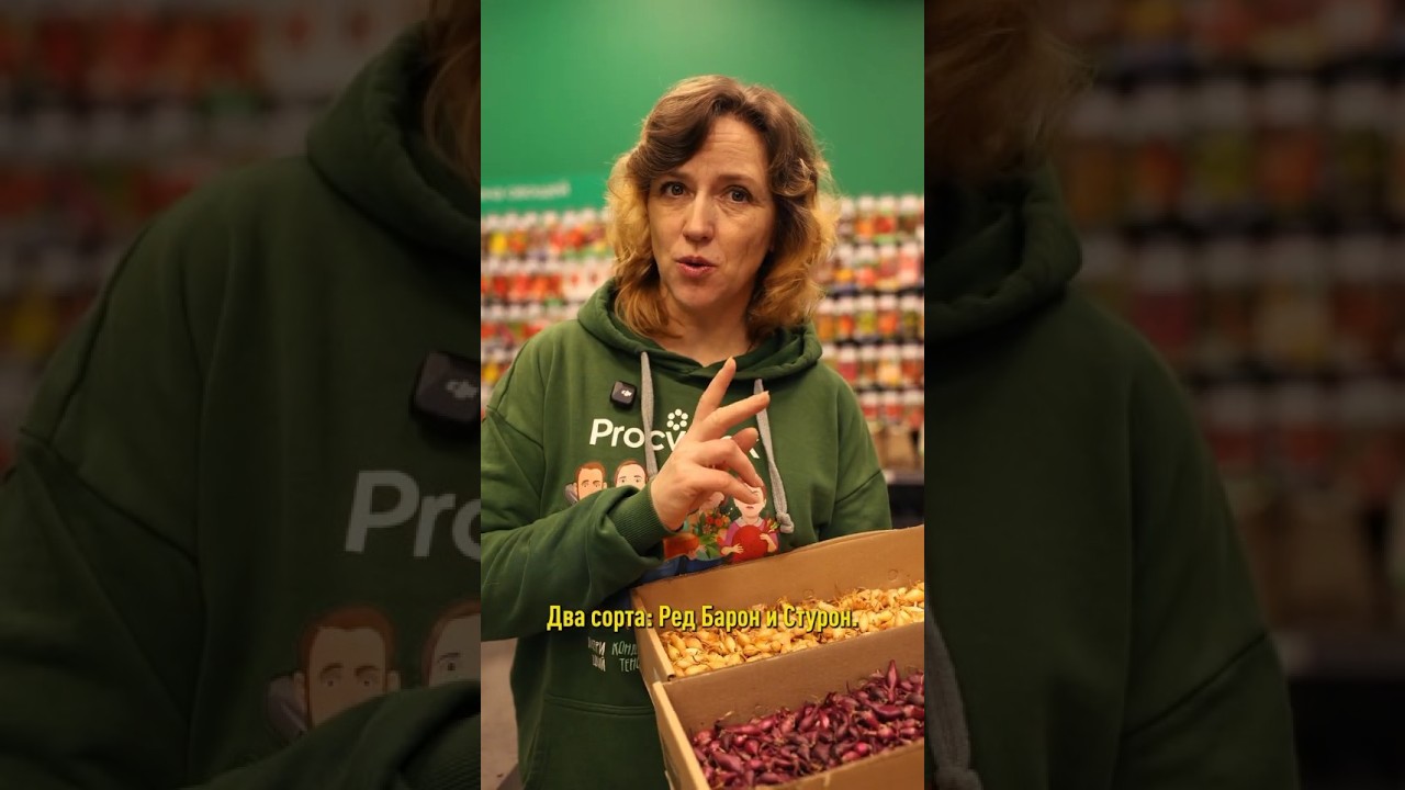 Соберете рекордный урожай лука, если посадите эти сорта! Идеальный лук-севок