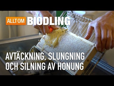 , title : 'Avtäckning, slungning och silning av honung - Biodling'