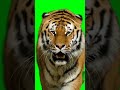 The Roar Of Hunter Tiger On Green Screen PG Shartus Greenscreen Copyrightfree Tiger