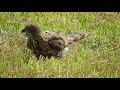 20190823 水萍塭公園鳳頭蒼鷹落地趴 3