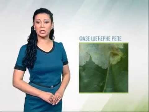 Zelena prognoza 27.5.2014. - Stanje u usevima šećerne repe