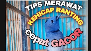 Download lagu HOW TO CARE FOR RANTING KEHICAP BIRD SO IT COME OUT QUICKLY mp3