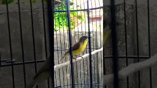 Download lagu Burung Remetuk Laut Gacor Merdu Dan Birahi mp3 Download lagu Burung Remetuk Laut Gacor Merdu Dan Birahi mp3