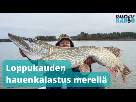 Kalastajan Radio: Kun kelit kovenevat, pidot paranevat. Loppukauden hauenkalastus merellä.