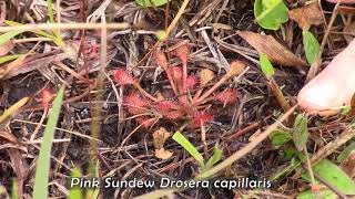 Brooker Creek Headwaters Video Tour - Environmental Protection Commission of Hillsborough County