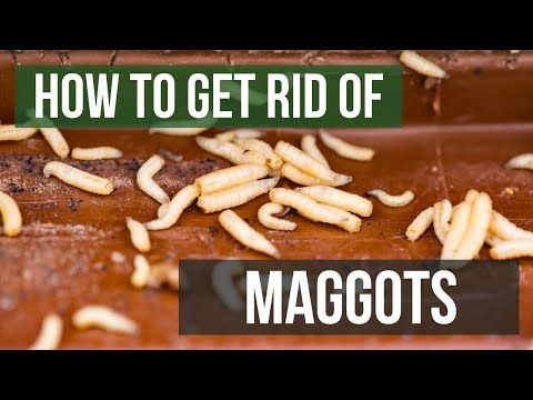 YouTube video about: How do maggots get into a closed refrigerator?