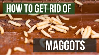 How to Get Rid of Maggots (4 Easy Steps)