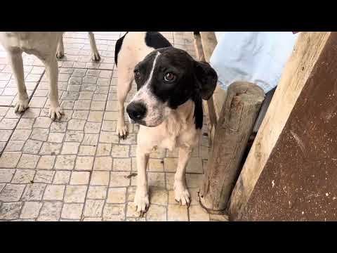 Vídeo de MIU