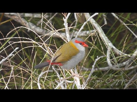 Amada červenoobrvá (Neochmia temporalis) — starostlivosť, voliéra a kŕmenie