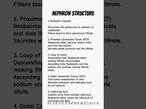 Nephron Structure|| Structure of nephron|| structure of kidney , biology structure