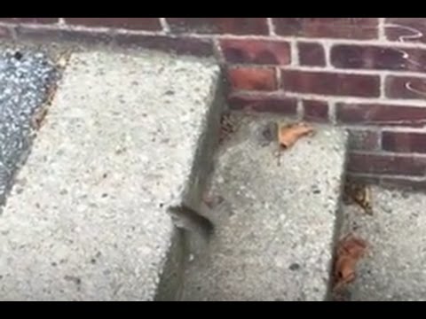 image-Are mice good climbers?