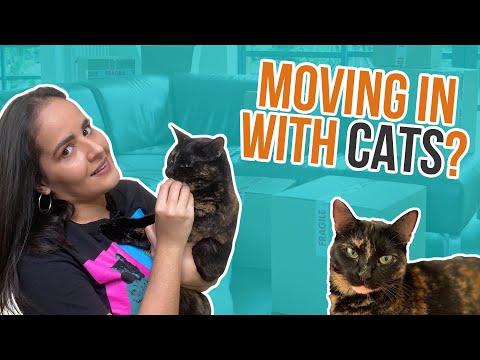 Moving With Cats | How To Move With a Cat
