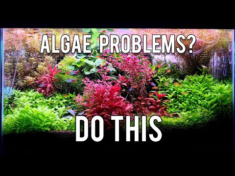 5 Tips to Keep an Algae Free Aquarium