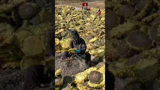 Download lagu Natural jagat Surajmukhi ke Bij #surajmukhi #shorts #farmar 😘#short mp3 Download lagu Natural jagat Surajmukhi ke Bij #surajmukhi #shorts #farmar 😘#short mp3