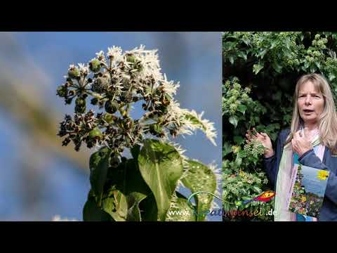 Efeu, eine giftige Pflanze, die als Heilkraut dient und eine Nahrungsquelle für Tiere darstellt