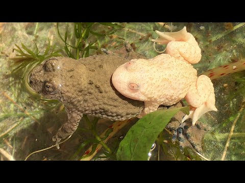 Yellow-bellied toad | Gelbbauchunke ( Bombina v. variegata ) mating , spawning , tadpoles