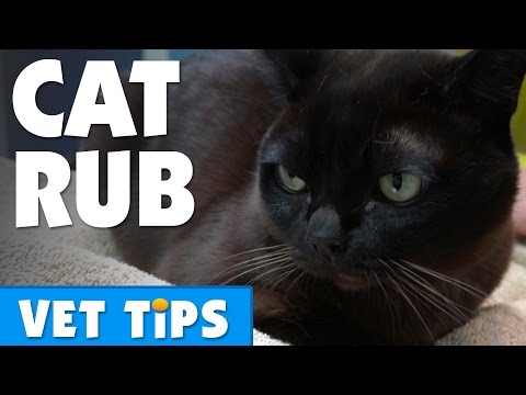 Why do cats rub against objects and people? | Bondi Vet