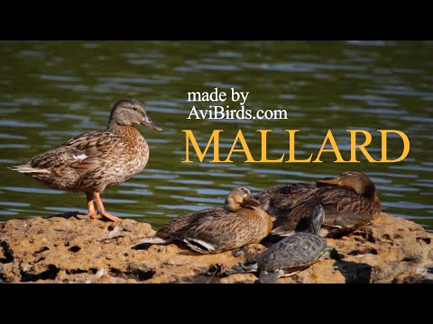 , title : 'Mallard Duck [Anas Platyrhynchos]'