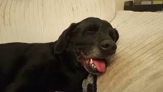 Snoopy Update (2), Very Bad Injury, TPLO Surgery Needed.