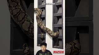 Download lagu Viral! Ular Piton Raksasa Nempel Di Tembok! #m4zsda #shortvideos #shorts #reaction mp3