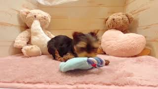 ヨークシャーテリアの動画01