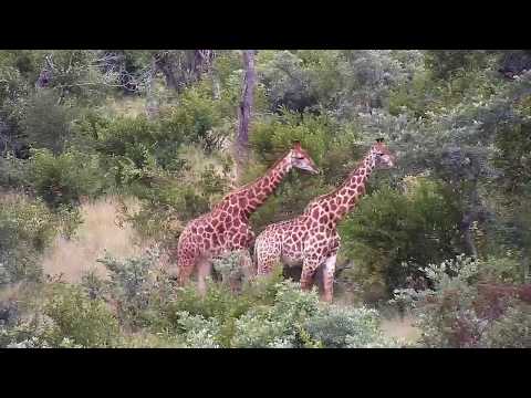 Djuma: Three Giraffes - 12:14 - 04/03/20