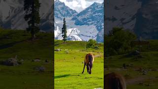 Download lagu Andekhi Anjaani Si🎵❤️kashmir view🌲#shorts #youtubeshorts #trending #kashmir mp3