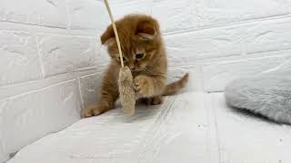 スコティッシュフォールドの動画01