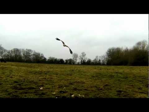 CAT ATTACKS RED KITE