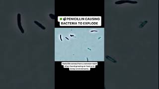 Penicillin Causing Bacteria to EXPLODE!