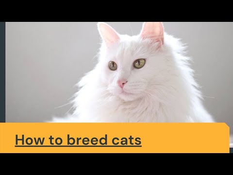 How to breed cats Updated 2021 || How to breed cats at home || How to breed cats in real life