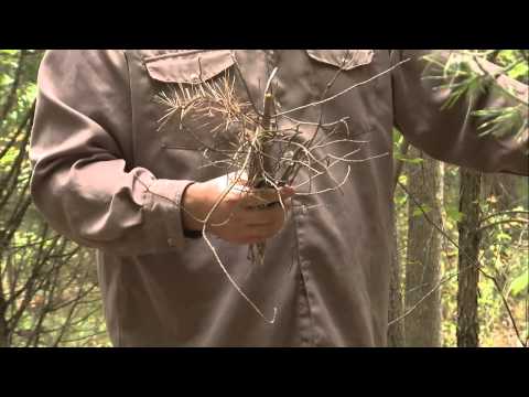 How to Find Good Tinder and Kindling