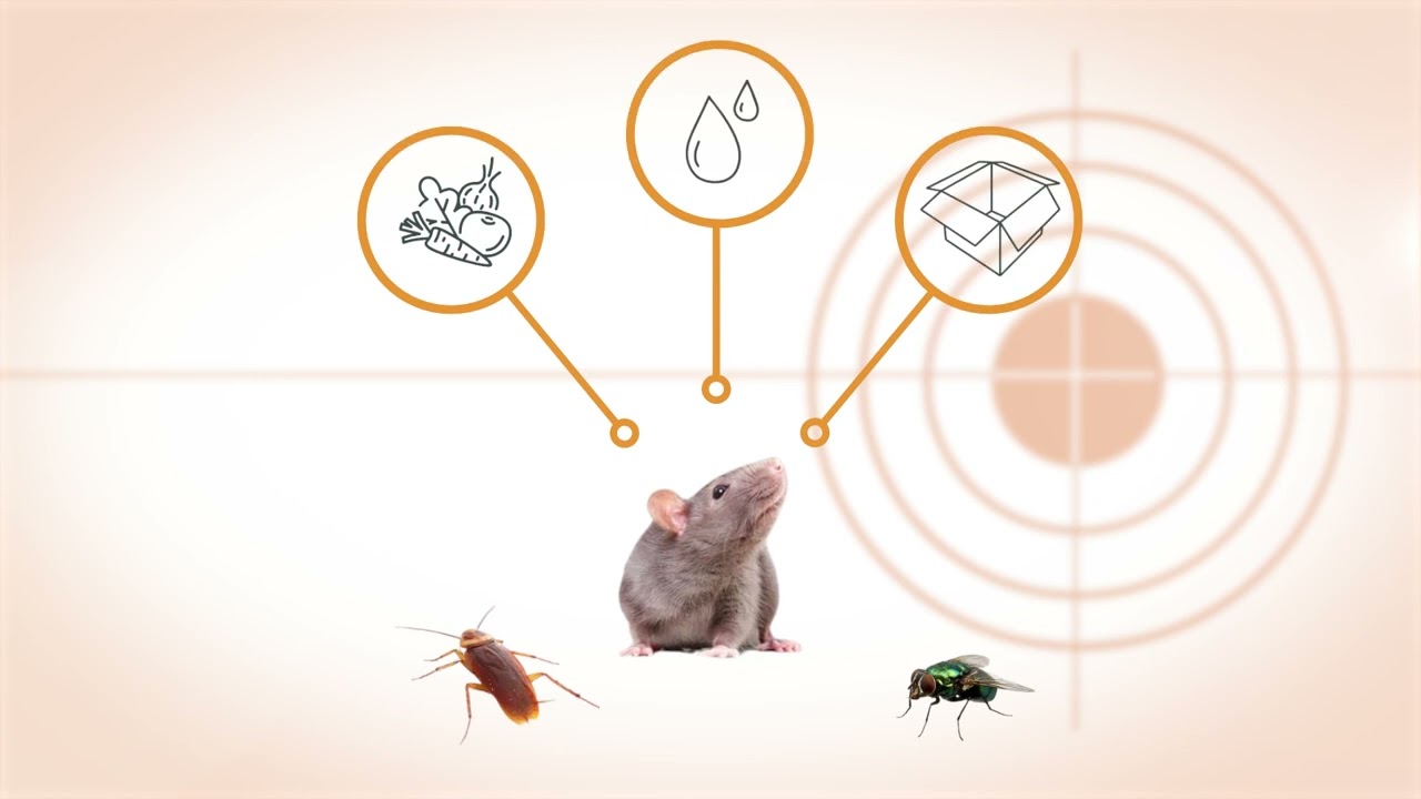 Stop Pests Before They Shut Your Business Down