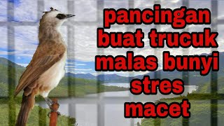 Download lagu Pancingan trucuk macet stres malas bunyi pasti cepat resspon mp3