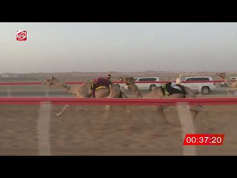  ش 10 (شاهين) لـ الدوده ضبون بالاسود العامري 2:08 ، شارة الصندوق 2026/07/13 فطامين الروضة