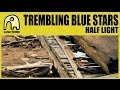 TREMBLING BLUE STARS - Half Light [Official ...