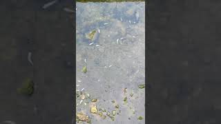 Pollution Aube Etourvy le Landion 10210 le 12 08 2017