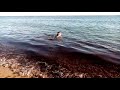 Dog Swimming In The Ocean 9 January 2025 In Spain