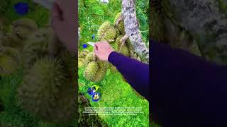 Download lagu Durian dengan hasil panen tinggi ini luar biasa! 🤩 mp3
