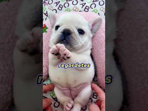 ¡Mi perro convirtió la casa en una playa de comida y se niega a hacer dieta! 🐶🏖️😂#Shorts #foryou#