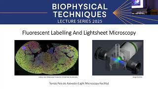 Fluorescent Labelling and Light Sheet Microscopy - Tomás Pais de Azevedo