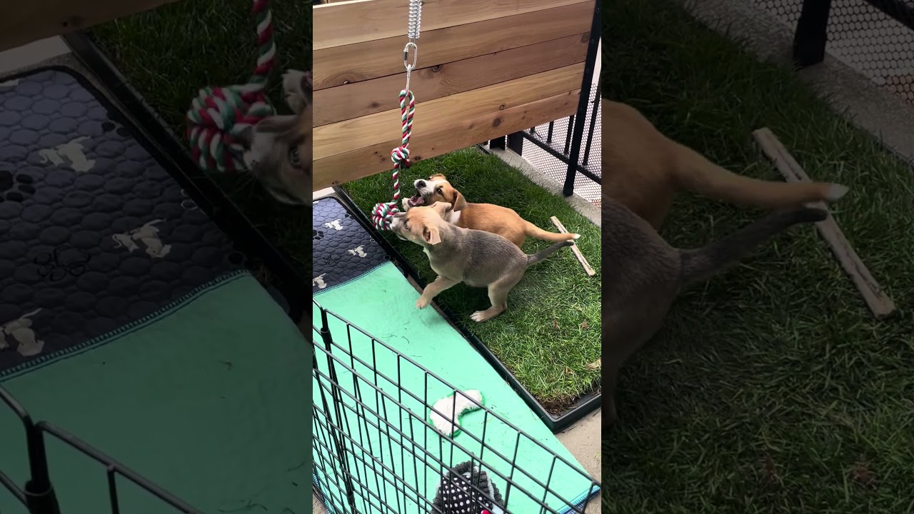 Enlarge Sparrow, an adopted mixed breed in Fort Collins, CO video 6/6