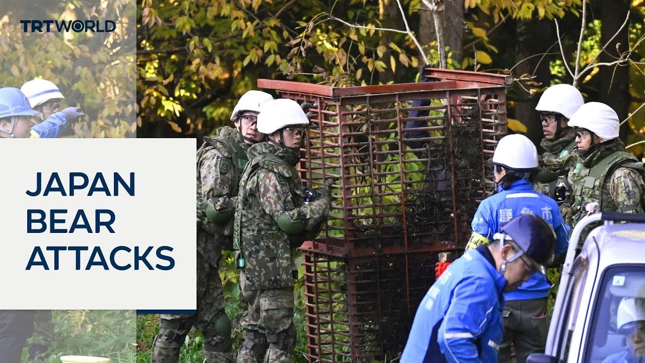 Japan deploys troops to trap bears after record wave of attacks