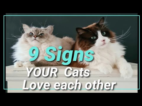 9 Signs Your Cats Love Each Other