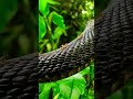 Ants On An Anaconda A Tiny World On A Massive Snake