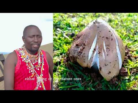 OLCHORE - MOCHIPE CHII POPA NEPO CHII - official video