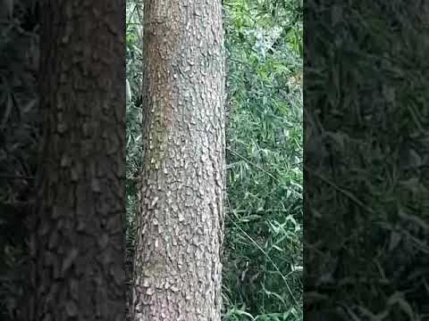 African Mahogany Plant