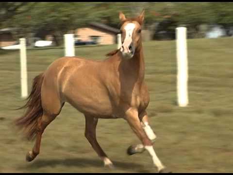 DATA VENIA CORRENTINA