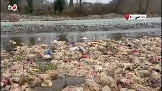 Alaplıda Çay Yatağında Onlarca Tavuk Ölüsü Bulundu